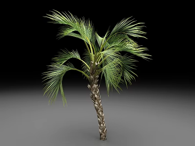 Tropical Palm Tree With Green Fronds And Textured Trunk Isolated On Gradient Background 3d model