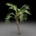 Tropical Palm Tree With Green Fronds And Textured Trunk Isolated On Gradient Background