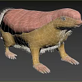 Unique Reptile With Pink Back Yellow Body And Sharp Claws On Grassy Terrain