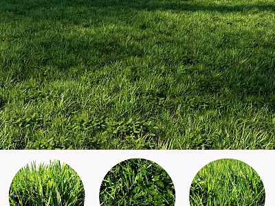 Lush Green Grass With Different Natural Plant Types In Lawn Close Up Views 3d model