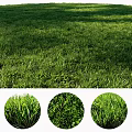 Lush Green Grass With Different Natural Plant Types In Lawn Close Up Views