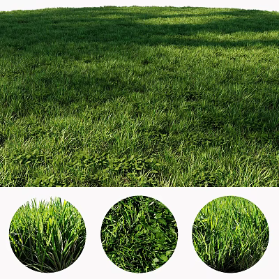 Lush Green Grass With Different Natural Plant Types In Lawn Close Up Views 3d model