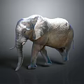 3D Rendered Elephant With Metallic Texture Walking In Gray Background And Ground Reflection