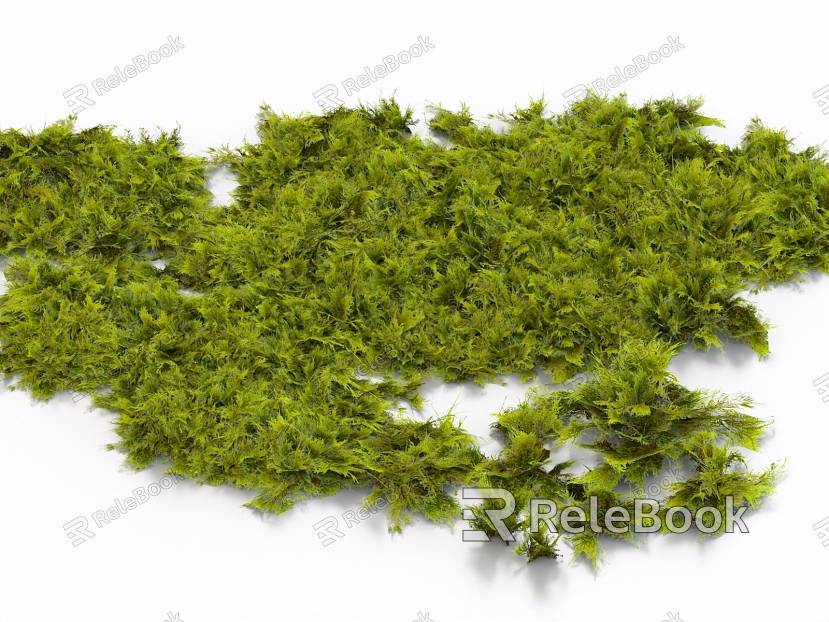 moss moss grass ground lawn turf plant duckweed plant pile shrub model