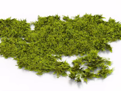 Fresh Dense Lush Green Natural Moss Plants For Indoor Decorative Garden 3d model