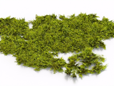 moss grass ground lawn turf plant duckweed plant pile shrub model