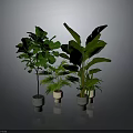 Indoor Green Plants with Lush Large Leaves in Light Ceramic Pots Against Gray Background