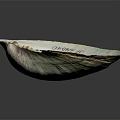 Marine Animal Clam Shell With Iridescent Blue Green Smooth Surface