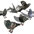 Modern pigeons 3d model