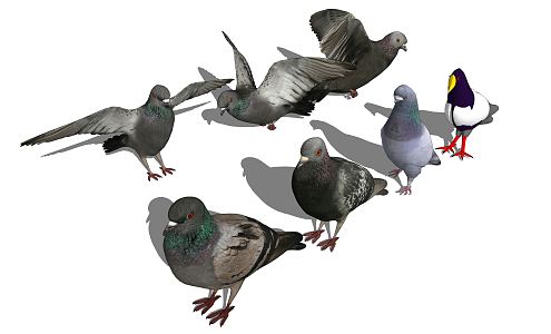 Modern pigeons 3d model