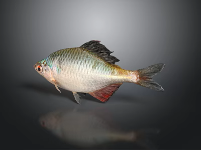 Colorful Silver Fish With Scaly Body And Red Fins On Dark Background 3d model