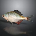 Colorful Silver Fish With Scaly Body And Red Fins On Dark Background