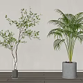 Bonsai Potted Plants With Small Tree And Palm In Transparent And Gray Planters White Wall