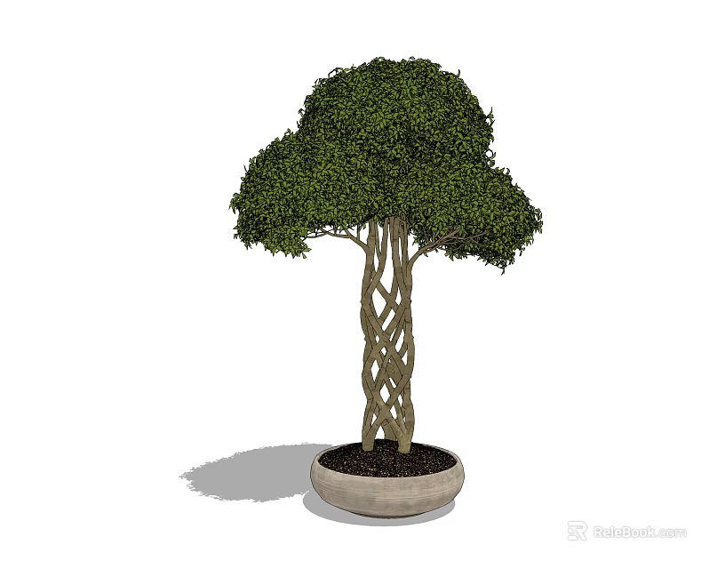 Bonsai Plant With Braided Trunk And Lush Green Leaves In Neutral Ceramic Pot 3d model 