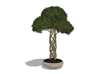 Bonsai Plant With Braided Trunk And Lush Green Leaves In Neutral Ceramic Pot 3d model