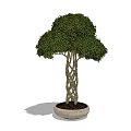 Bonsai Plant With Braided Trunk And Lush Green Leaves In Neutral Ceramic Pot