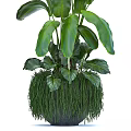Large Potted Green Plants with Broad Leaves and Decorative Grass Base for Indoor Home Decor