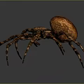 Close Up View Of Brown Spider With Spotted Round Body And Long Textured Legs