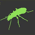 Black beetle with red legs and antennae on gray background