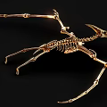 Dinosaur Fossil 4 Pterosaur Dinosaur Skeleton Dinosaur Skeleton 3d model