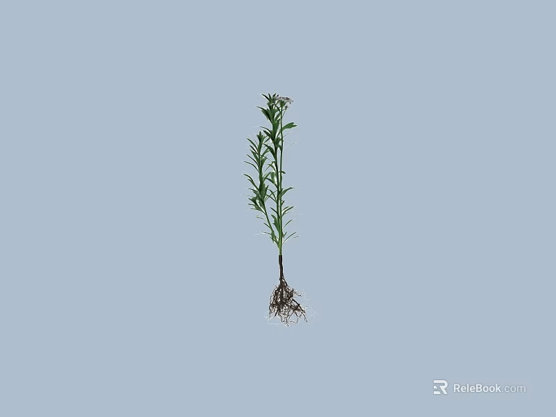 Green Plant With Stem Leaves And Roots On Light Blue Background 3d model 