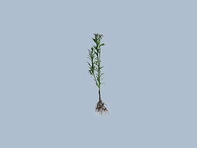 Green Plant With Stem Leaves And Roots On Light Blue Background 3d model