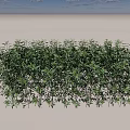 Lush Green Shrubs Perfect For Garden Landscaping And Outdoor Decor