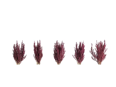Purple Red Decorative Dried Flowers And Plants Arranged In Five Bunches 3d model