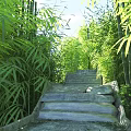 Tranquil Bamboo Grove Scenery with Winding Stone Steps and Lush Green Foliage