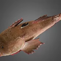 Whole Fresh Fish With Pinkish Brown Body And Fins On Gray Background