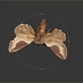 Brown Moth With White And Brown Patterned Wings On Dark Background 3d model