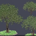 Three Arbor Trees With Green Leaves And Trunks Growing On Grass Covered Ground 3d model