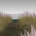 Tall Grasses With White Plumes Growing Near Water In Natural Landscape