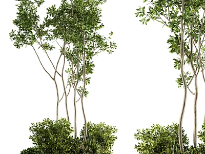 Lush Garden Plant Feature Showcasing Multiple Slender Trunk Trees Lush Foliage And Underbrush Shrubs 3d model