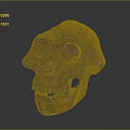 Brownish Yellow Ancient Human Skull With Detailed Anatomical Surface Texture Features