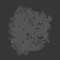 Large Tree With Textured Bark And Dense Spreading Branches Against Dark Background With Human Silhouette