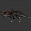Triceratops Dinosaur Model With Orange Gray Skin Long Horns Spiked Frill Standing Against Gray Background