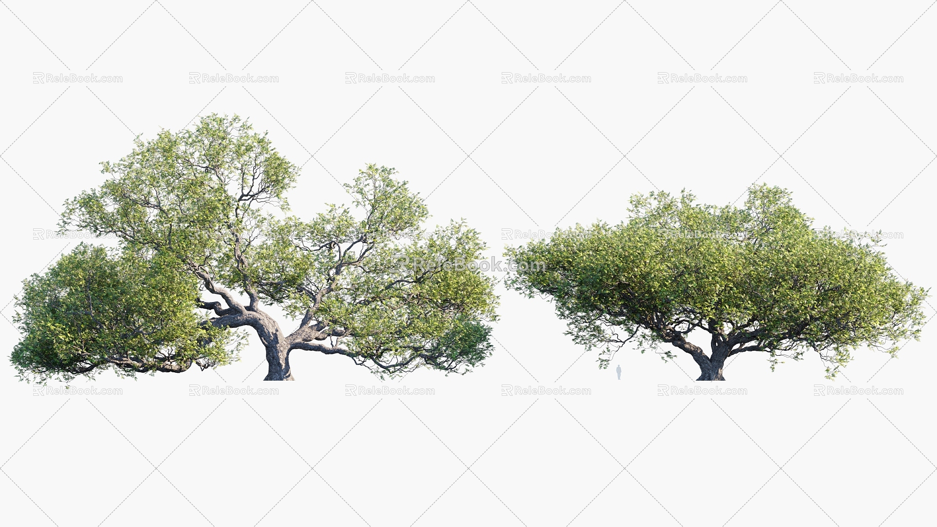 Plants Trees Big Trees Landscape Trees Arbor 3d model