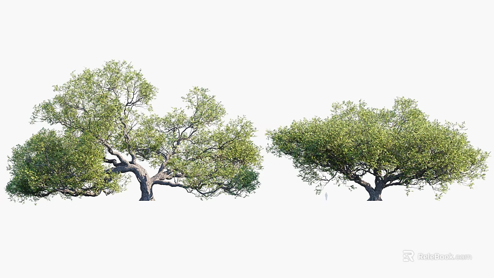 Two Lush Arbor Trees With Dense Green Foliage And Thick Sturdy Trunks 3d model 
