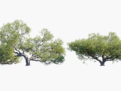 Two Lush Arbor Trees With Dense Green Foliage And Thick Sturdy Trunks 3d model