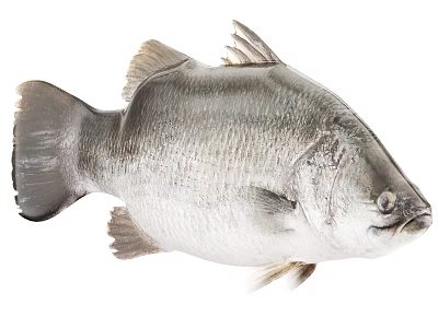 Whole Fresh Fish With Silver Gray Scales And Fins On White Background 3d model