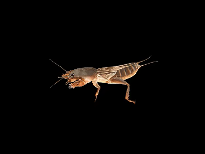 Brown Mole Cricket Insect With Detailed Legs Antennae On Black Background 3d model