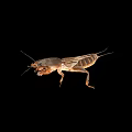 Brown Mole Cricket Insect With Detailed Legs Antennae On Black Background