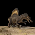 Grayish Brown Spinosaurus Reptile With Sail Back Standing On Rocks Black Background
