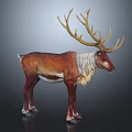 Reindeer with Large Antlers and Brown White Coat on Dark Background