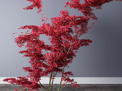 Stunning Red Leaf Tree With Gray Wall Background And Wooden Floor 3d model