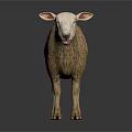 Realistic White Sheep With Thick Fluffy Wool Standing On Black Background Showing Detailed Features