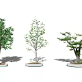 Outdoor Tree Planters Showcasing Various Tree Species and Modern Design Features 3d model