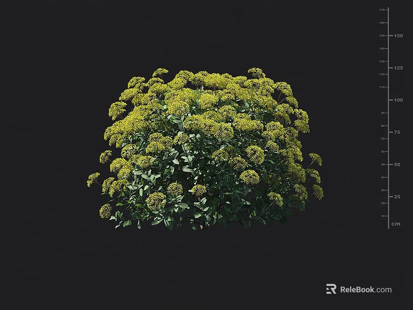 Lush Rounded Shrub With Green Leaves And Yellow Flowers For Garden Landscaping 3d model 