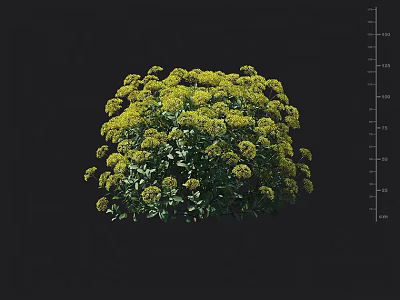Lush Rounded Shrub With Green Leaves And Yellow Flowers For Garden Landscaping 3d model